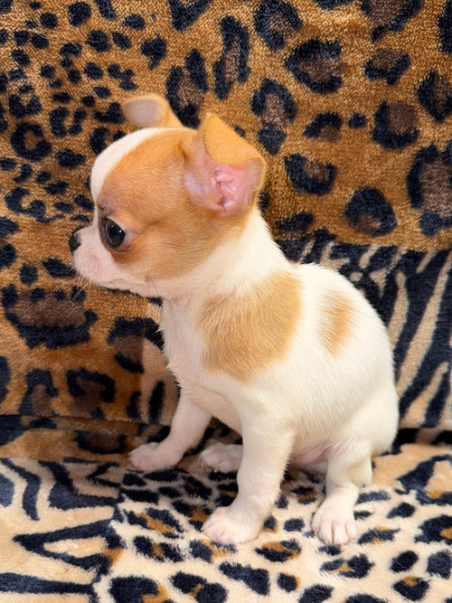 Cooper