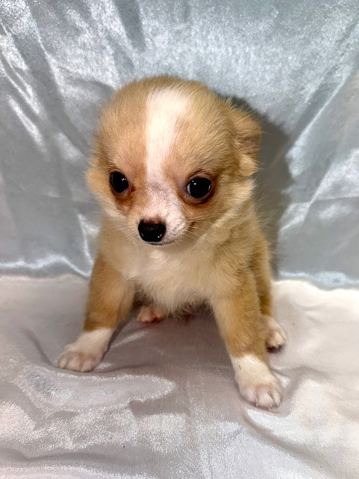 Bowie