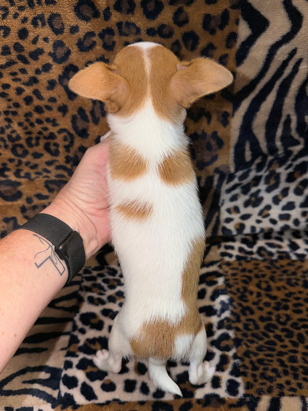 Cooper