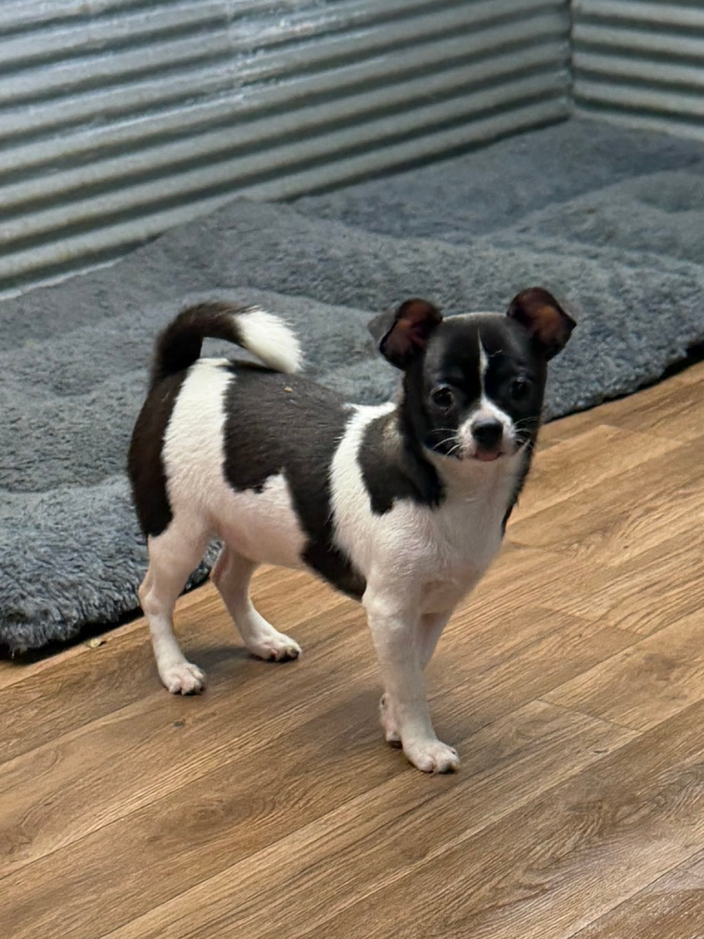 Remi