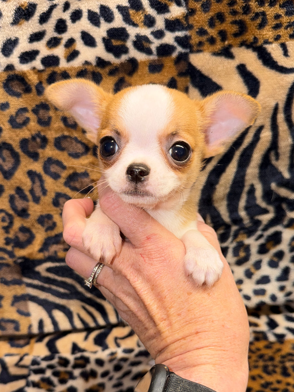 Cooper