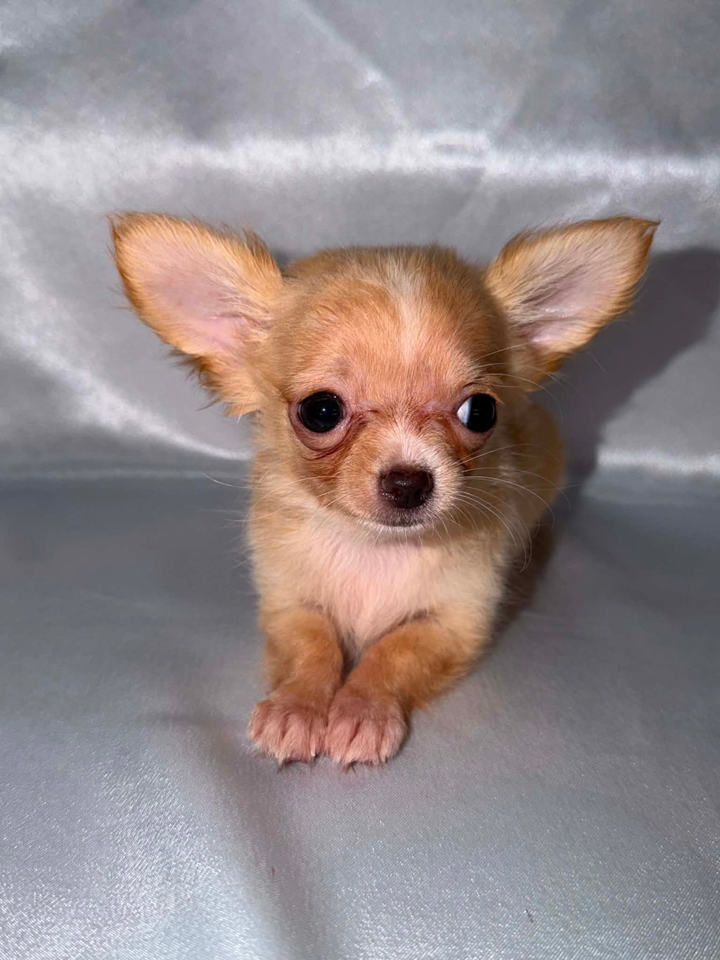 Pip