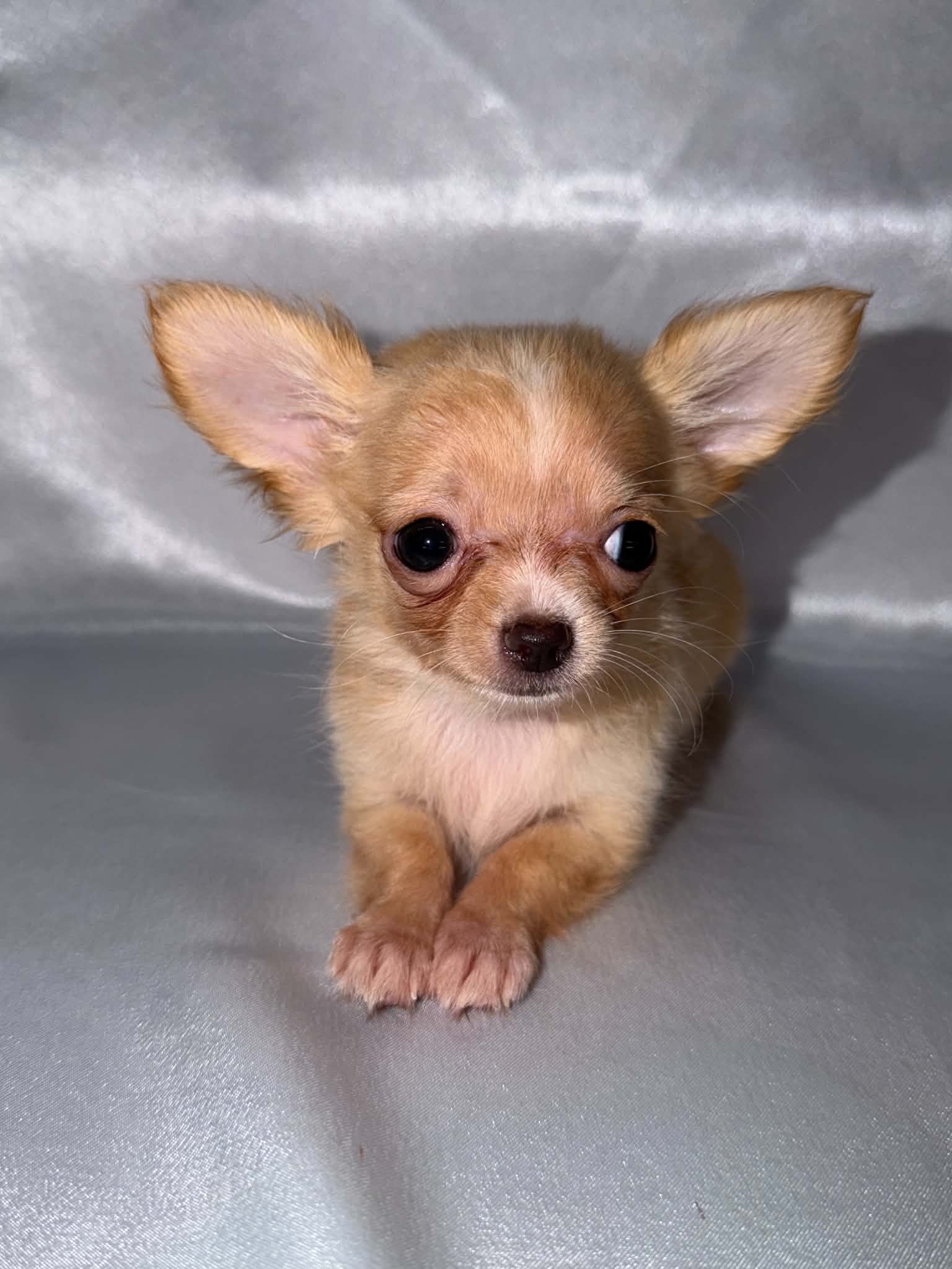 Pip
