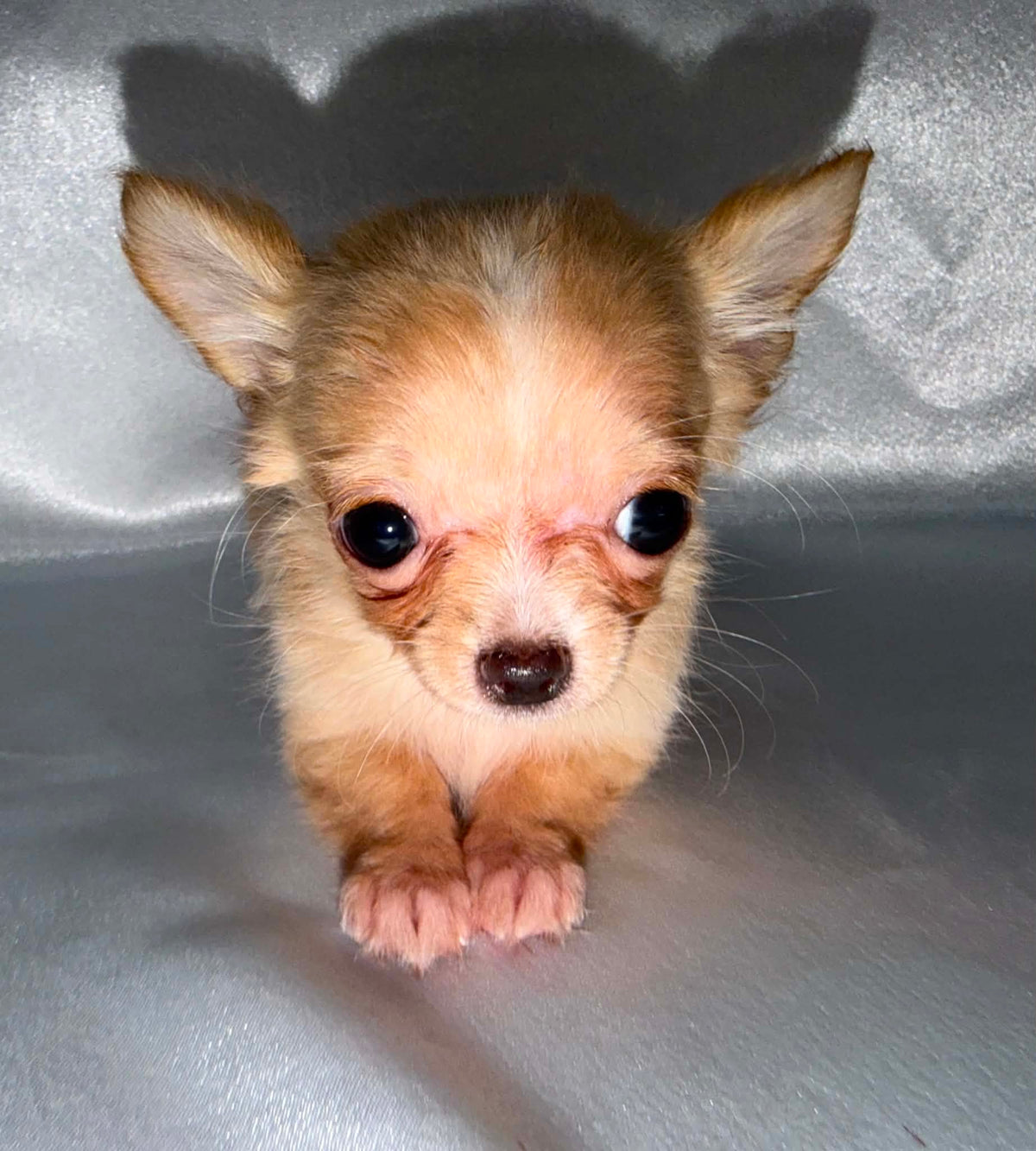Pip