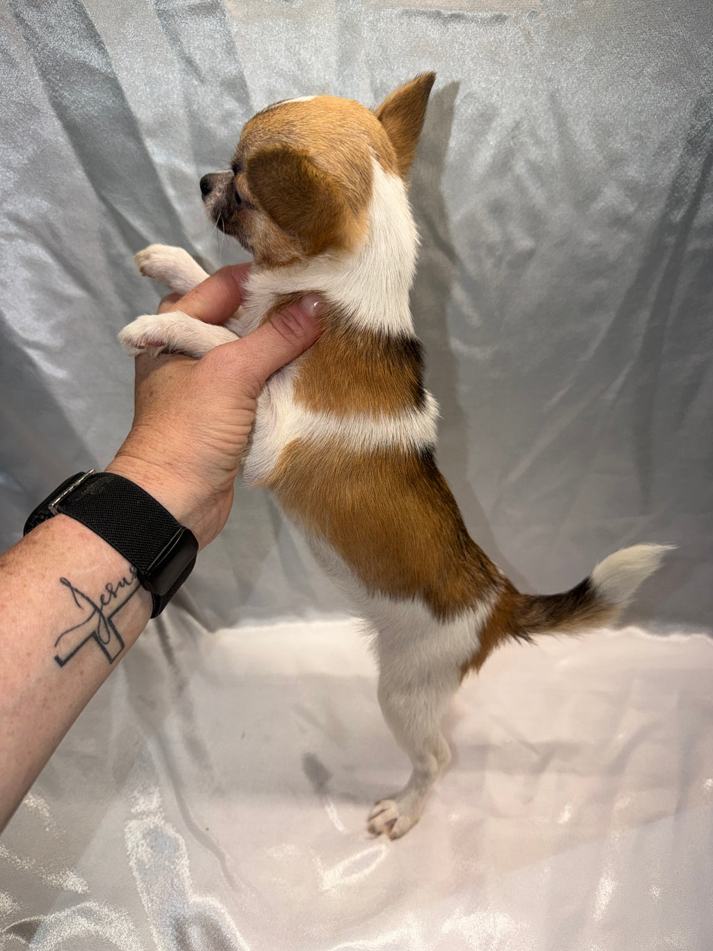 Bella