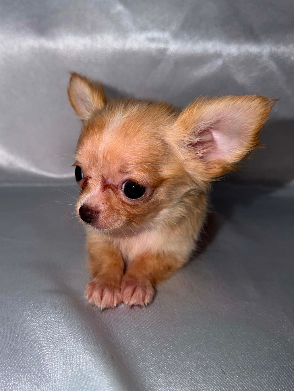 Pip