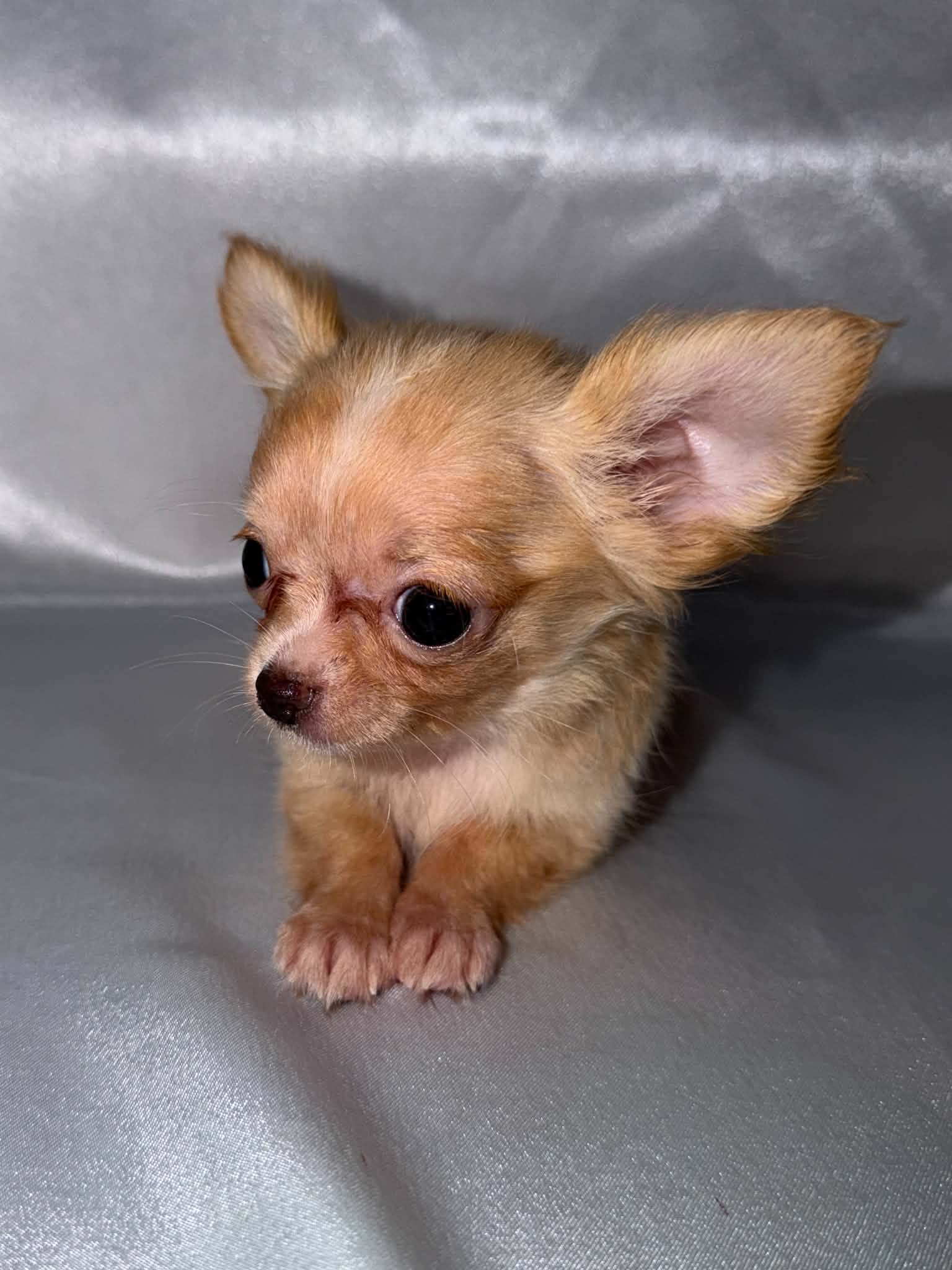 Pip