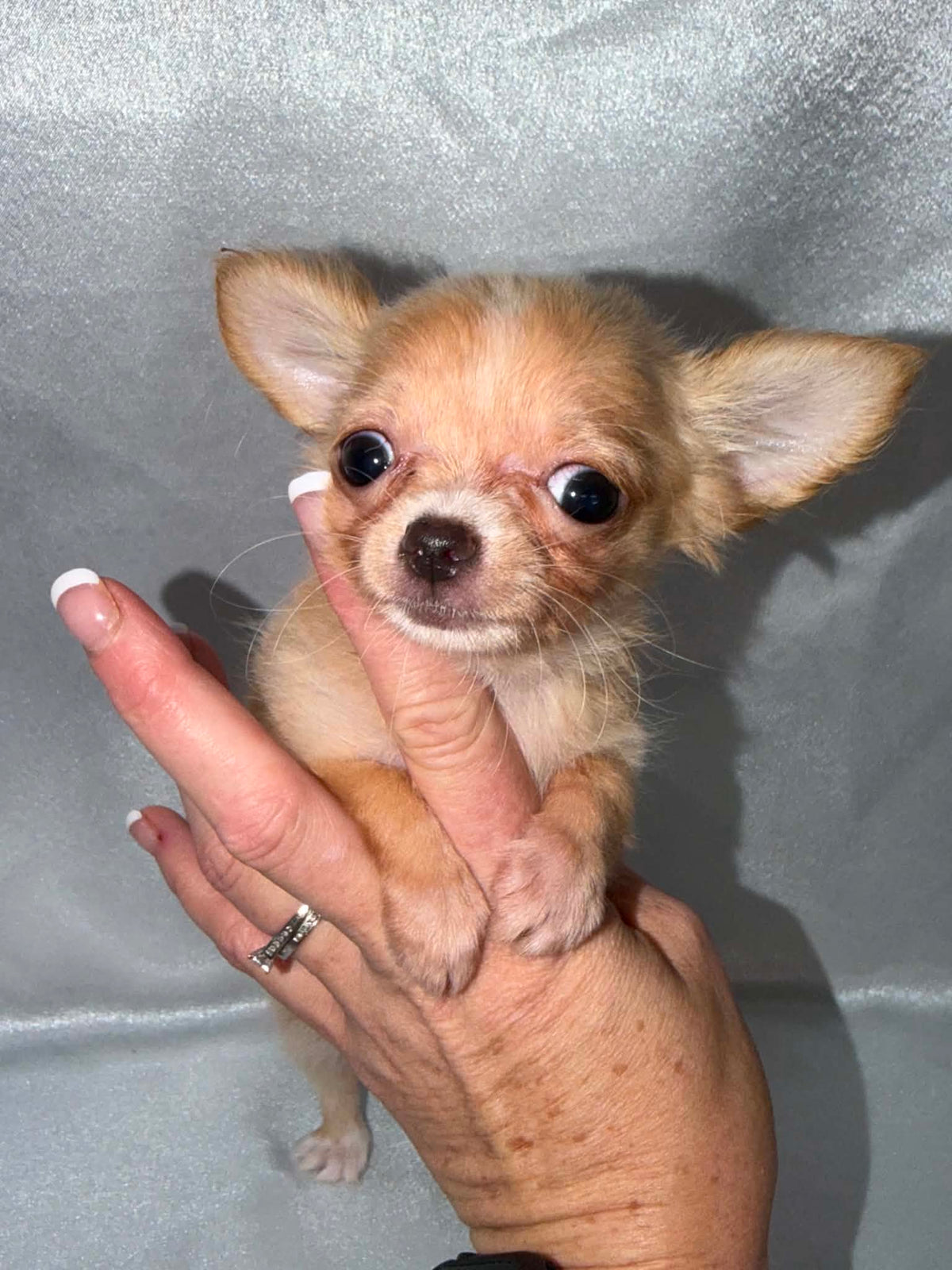 Pip