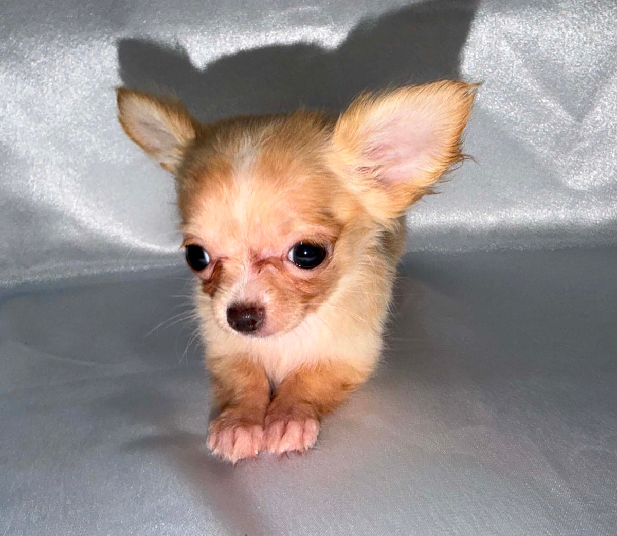 Pip