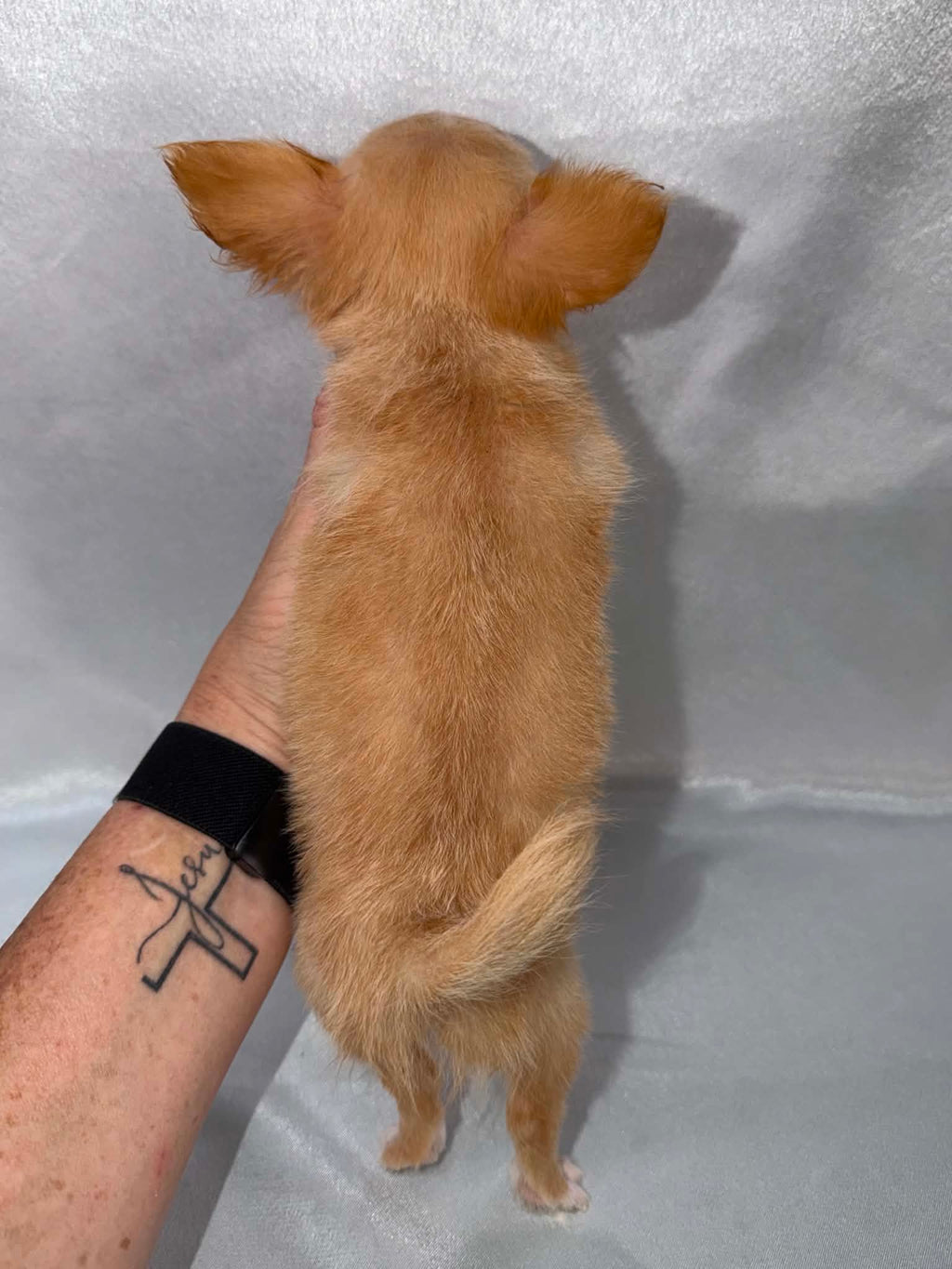 Pip