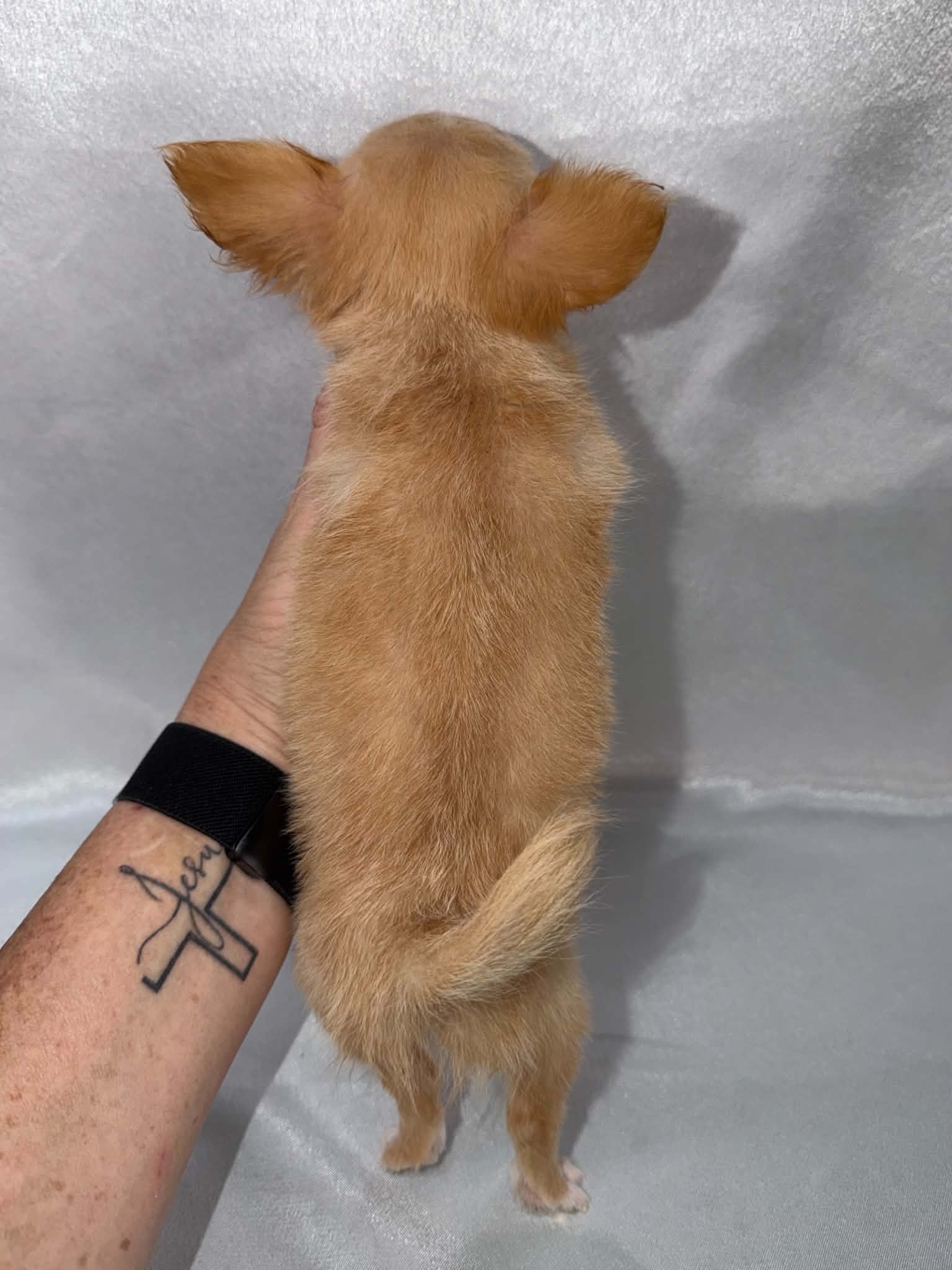 Pip