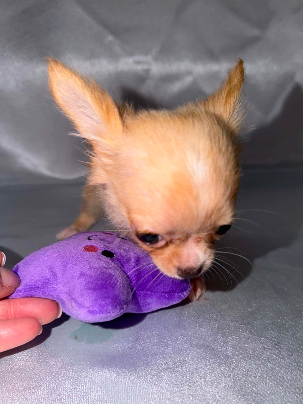 Pip