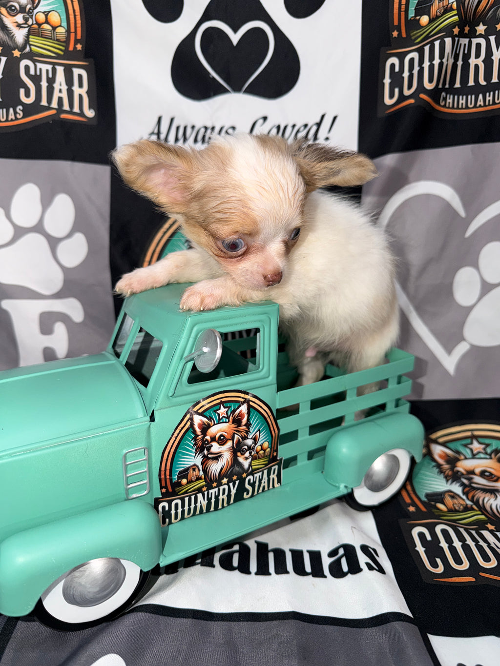 Crew