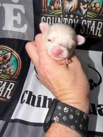 Country Star Chihuahuas puppy