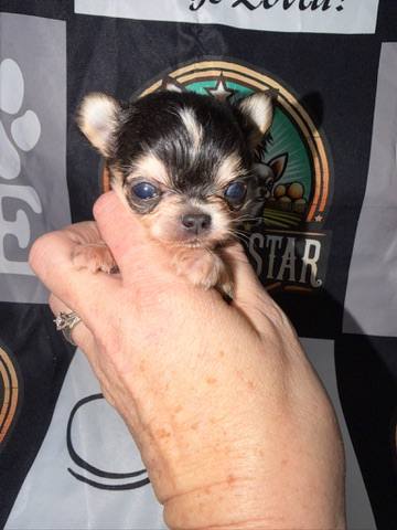 Country Star Chihuahuas puppy