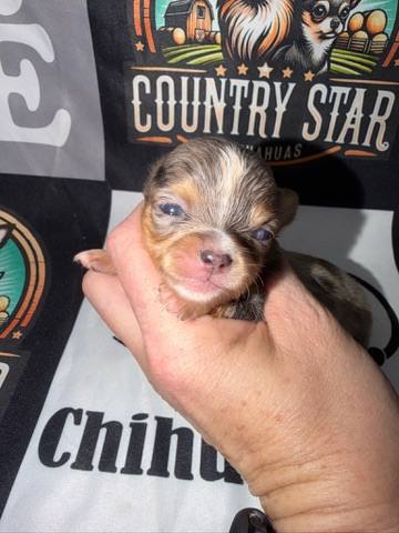 Country Star Chihuahuas puppy