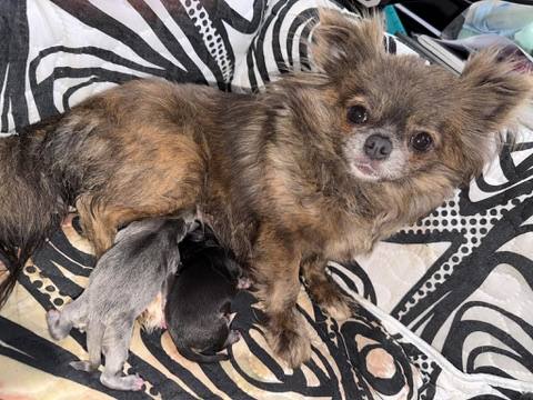 Country Star Chihuahuas puppy