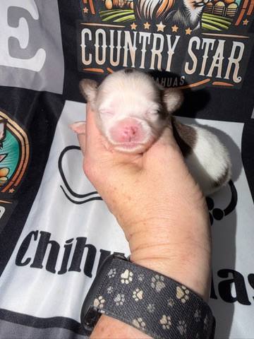 Country Star Chihuahuas puppy