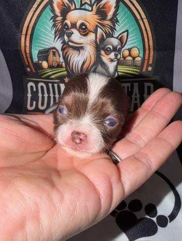 Country Star Chihuahuas puppy