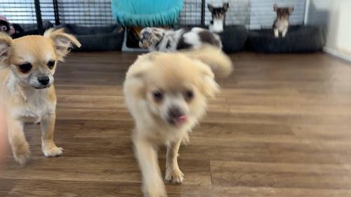 Country Star Chihuahuas puppy