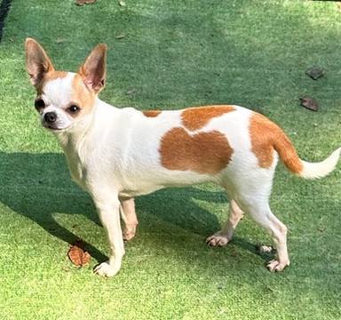Country Star Chihuahuas puppy