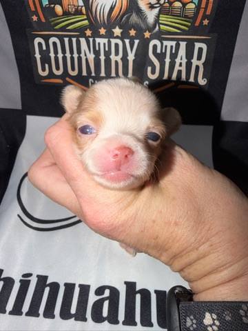 Country Star Chihuahuas puppy