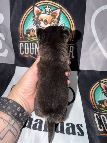 Country Star Chihuahuas puppy