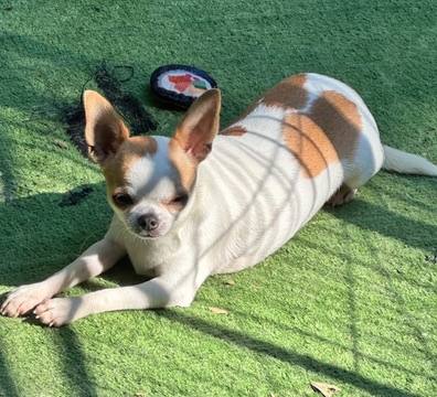 Country Star Chihuahuas puppy
