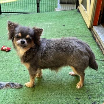 Country Star Chihuahuas puppy