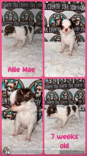 Country Star Chihuahuas puppy