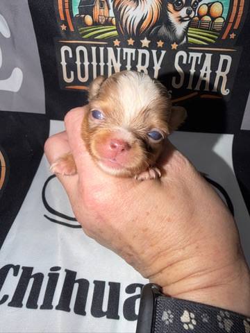 Country Star Chihuahuas puppy