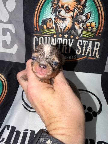 Country Star Chihuahuas puppy