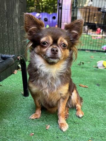 Country Star Chihuahuas puppy
