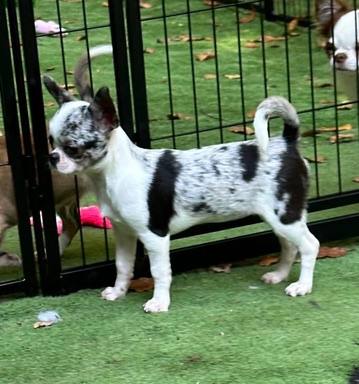 Country Star Chihuahuas puppy