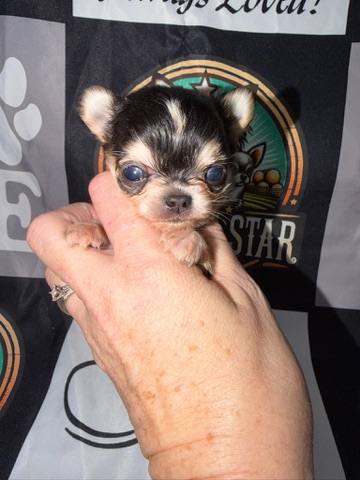 Country Star Chihuahuas puppy