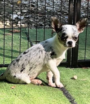 Country Star Chihuahuas puppy
