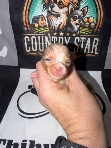 Country Star Chihuahuas puppy