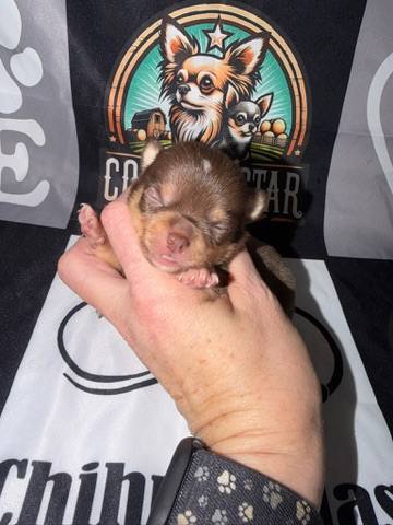 Country Star Chihuahuas puppy