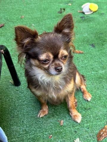 Country Star Chihuahuas puppy